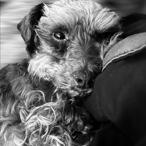 Meet your Posher, Michelle - Picture 3 of 5